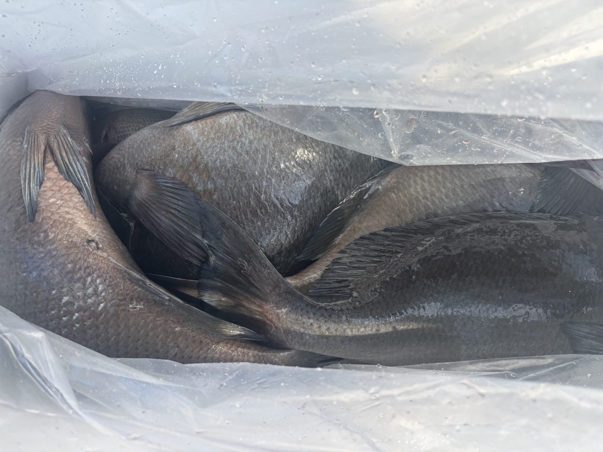最新釣果グレ！