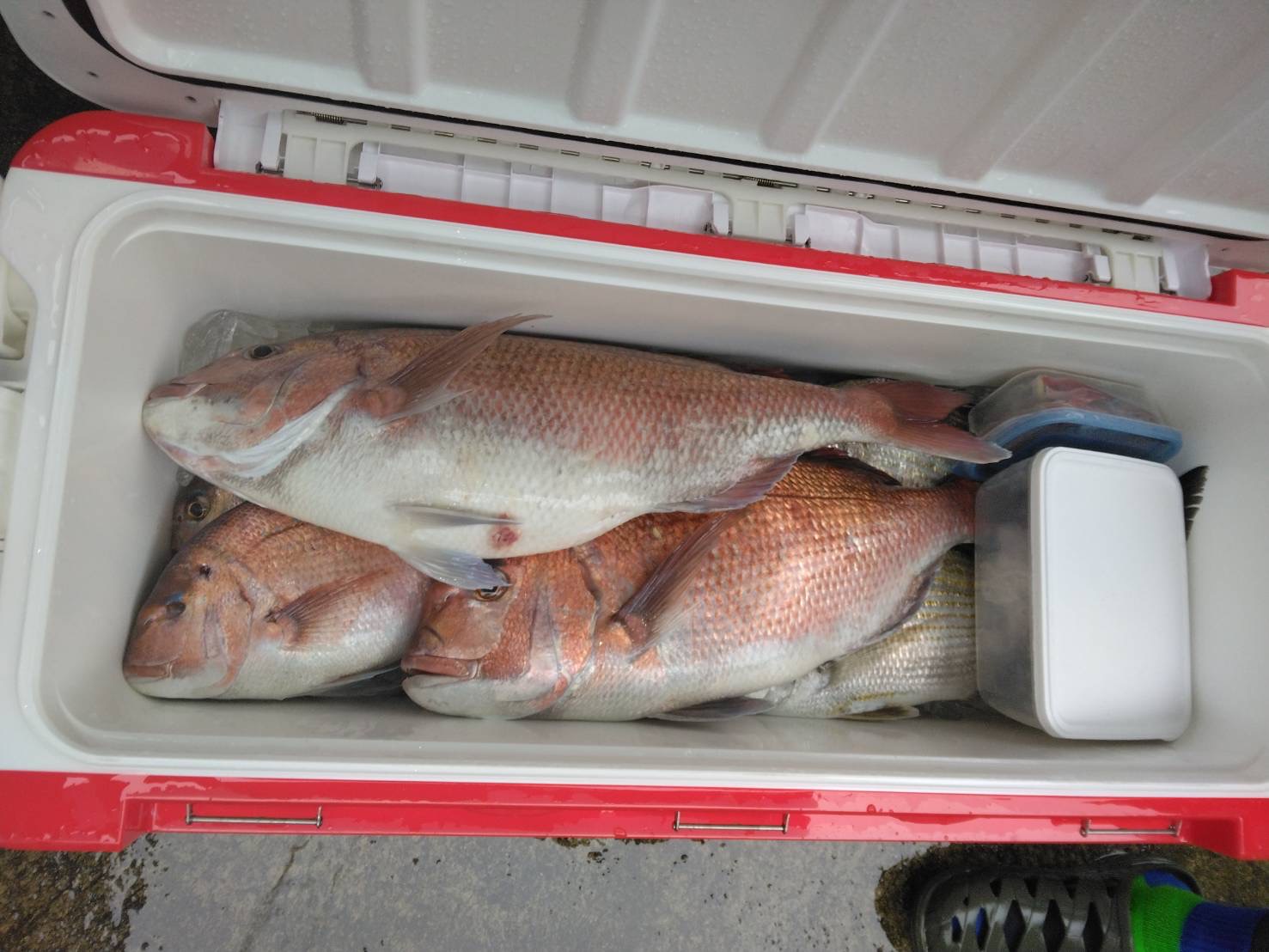 最新釣果イサキ！マダイ！