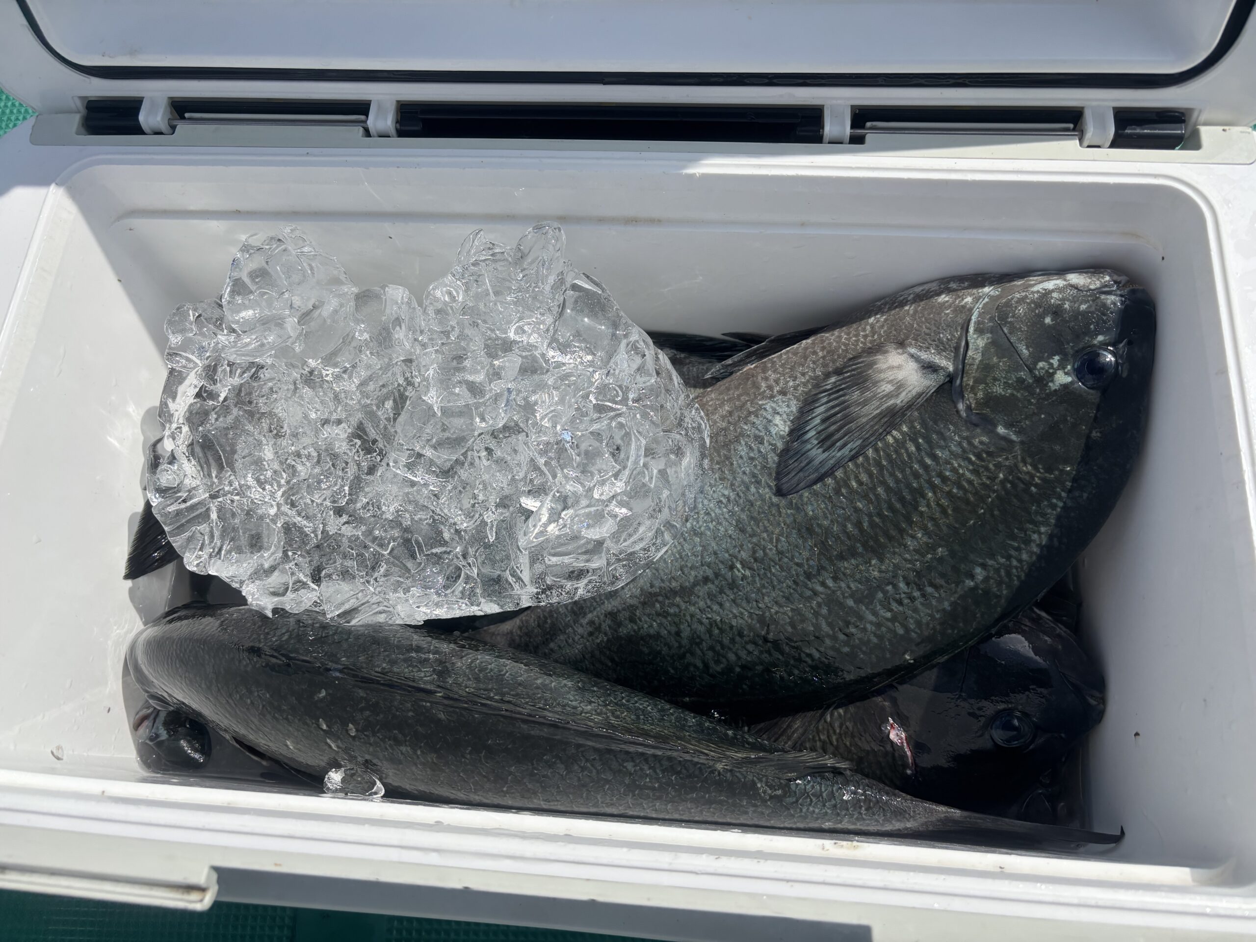 グレも釣れ始めておりますが・・・