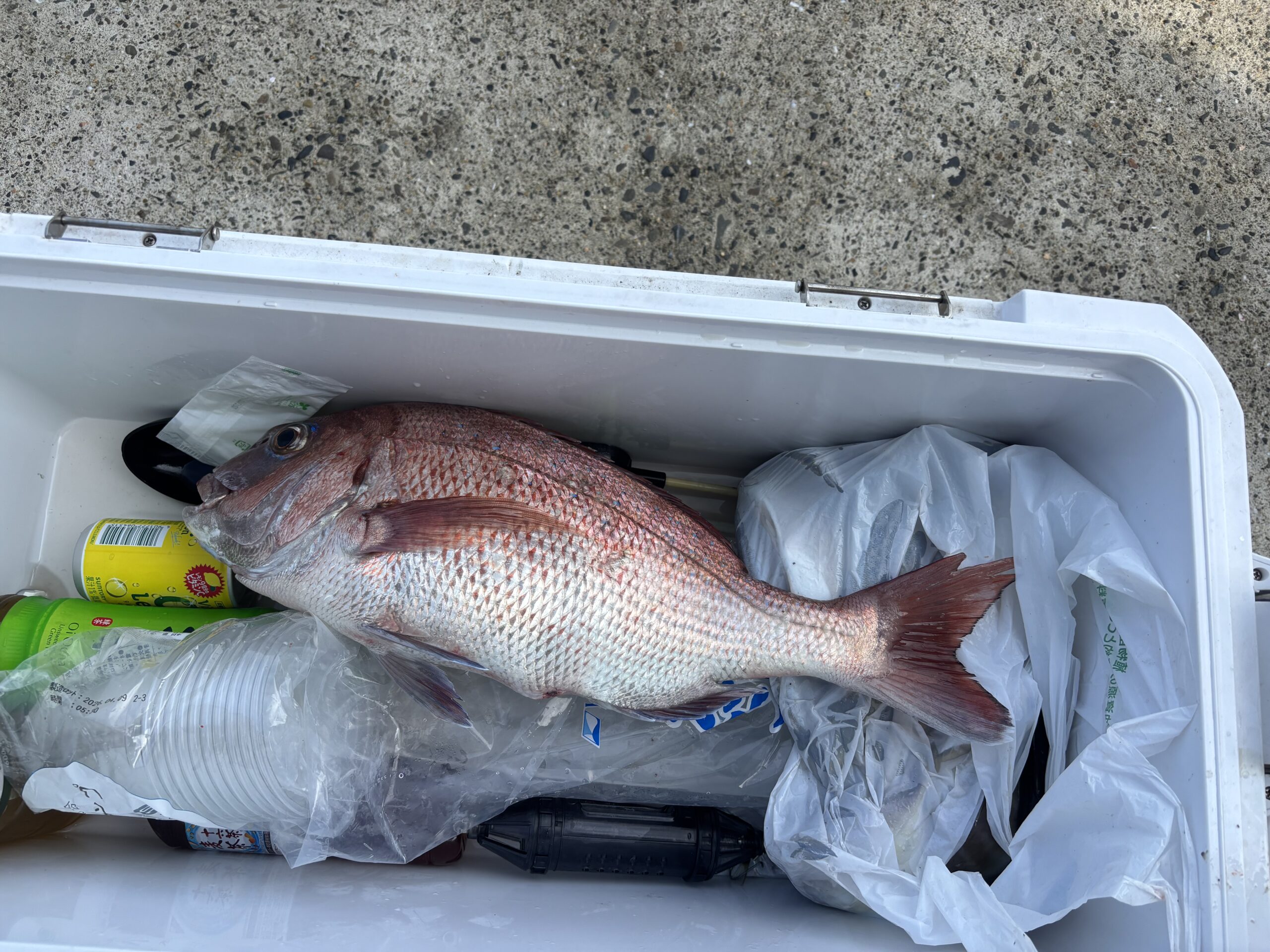 最新釣果②