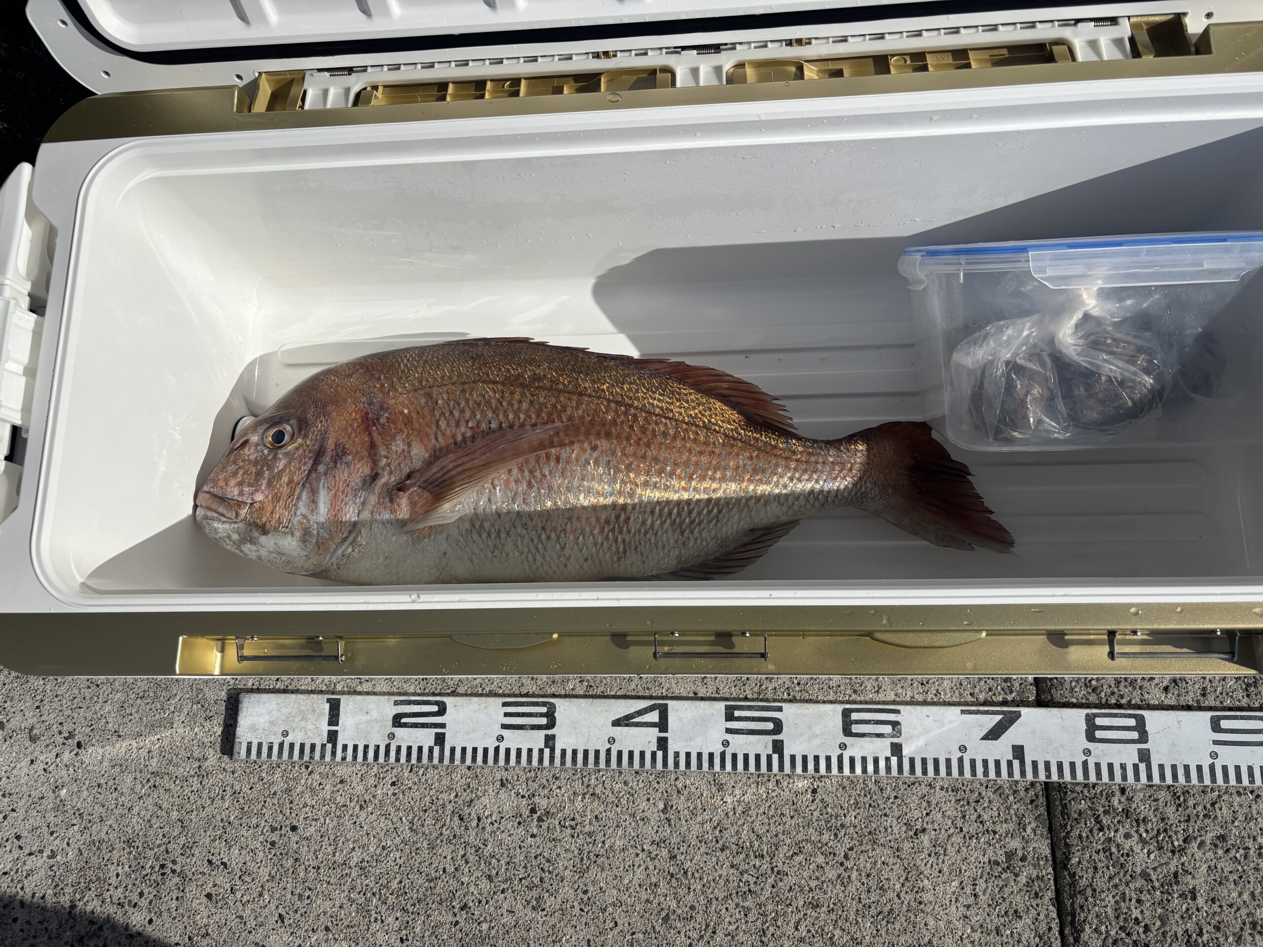 おまたせしました！最新釣果です！マダイ