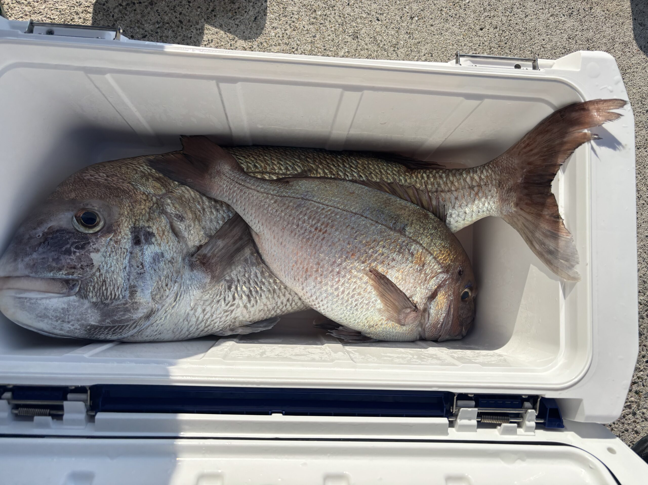 最新釣果です！マダイ年中釣れております！