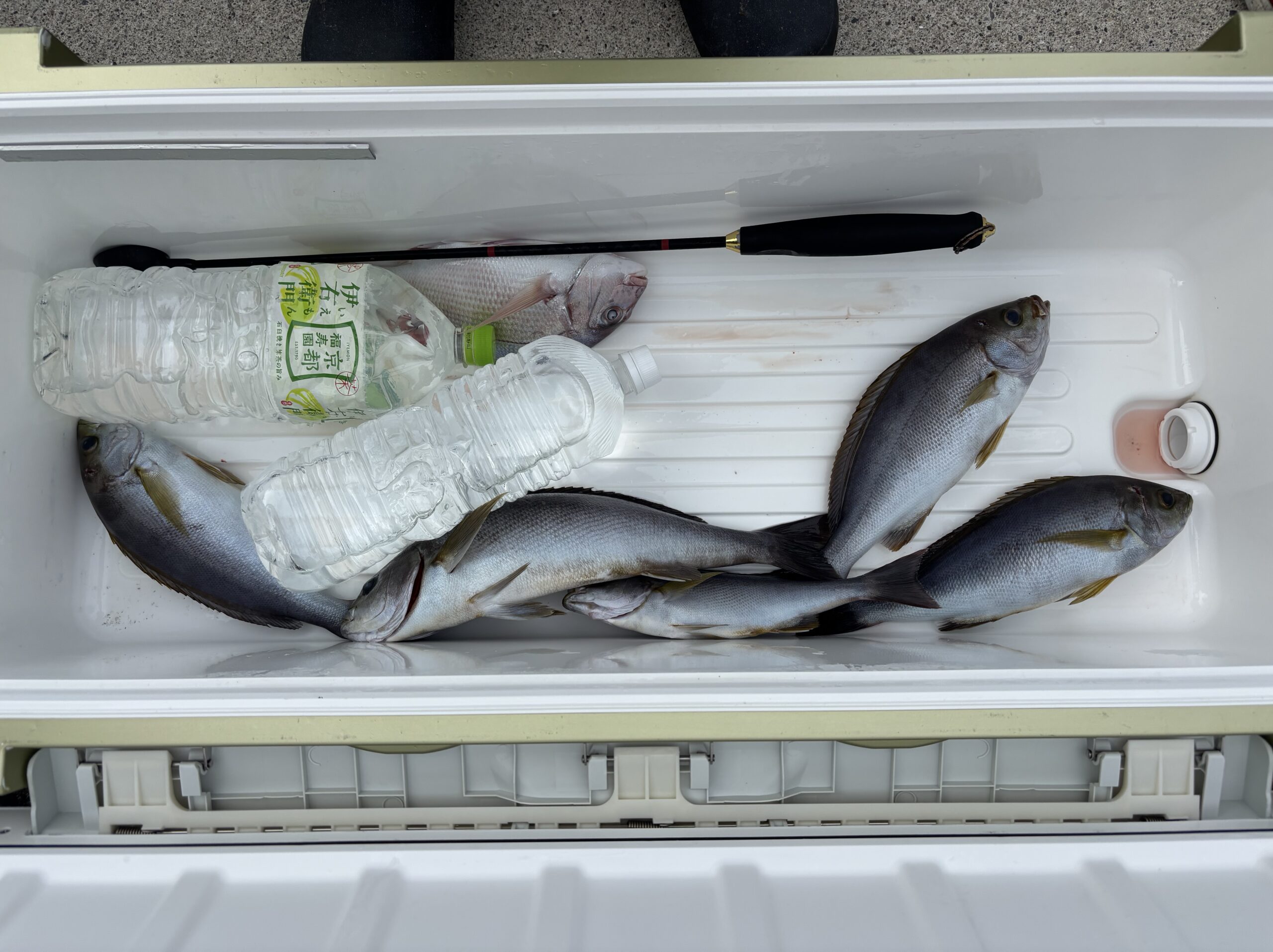 最新釣果です。イサキアジ等